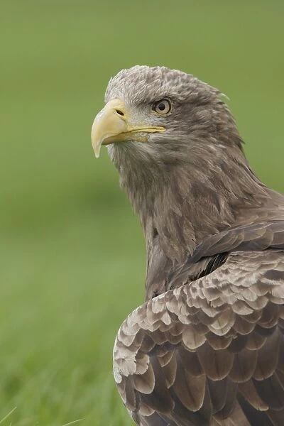 White-tailed Eagle (Haliaeetus albicilla) adult female, close-up of head and breast, North Yorkshire, England