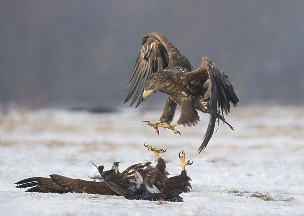 White-tailed Eagle (Haliaeetus albicilla) two immatures, fighting on snow, Poland, February
