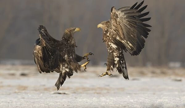 White-tailed Eagle (Haliaeetus albicilla) two immatures, in flight, fighting over snow, Poland, February
