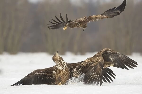 White-tailed Eagle (Haliaeetus albicilla) three immatures, fighting on snow, Poland, January