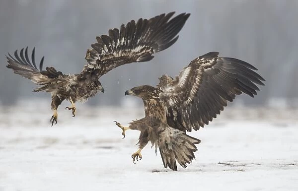White-tailed Eagle (Haliaeetus albicilla) two immatures, in flight, fighting over snow, Poland, February