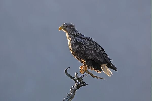 White-tailed Eagle (Haliaeetus albicilla) adult, perched on dead tree, Norway, february