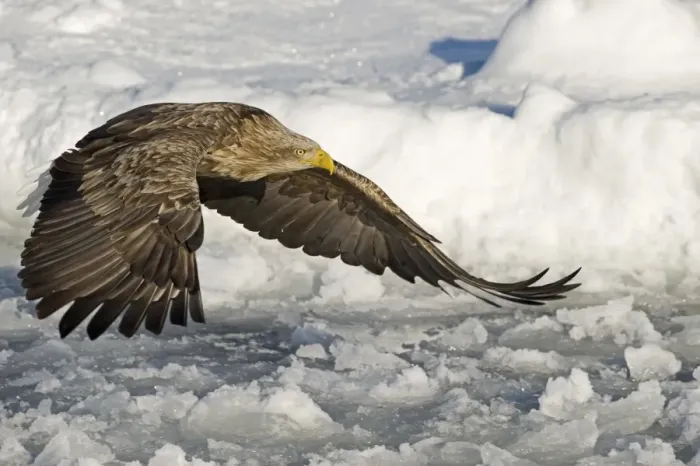 Framed Print : White-tailed Eagle (Haliaeetus albicilla) adult, in flight over sea ice, Nemuro Channel, Hokkaido, Japan, winter Framed Print : White-tailed Eagle (Haliaeetus albicilla) adult, in flight over sea ice, Nemuro Channel, Hokkaido, Japan, winter