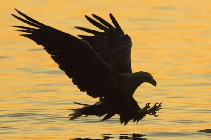 Framed Print : White-tailed Eagle (Haliaeetus albicilla) adult, in flight, swooping over water for fish, silhouetted at sunset, Flatanger, Norway, july