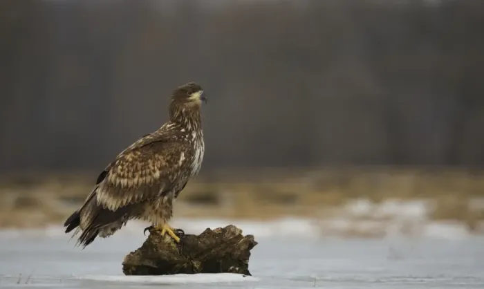 Framed Print : White-tailed Eagle (Haliaeetus albicilla) immature, standing on log in snow, Poland, February Framed Print : White-tailed Eagle (Haliaeetus albicilla) immature, standing on log in snow, Poland, February