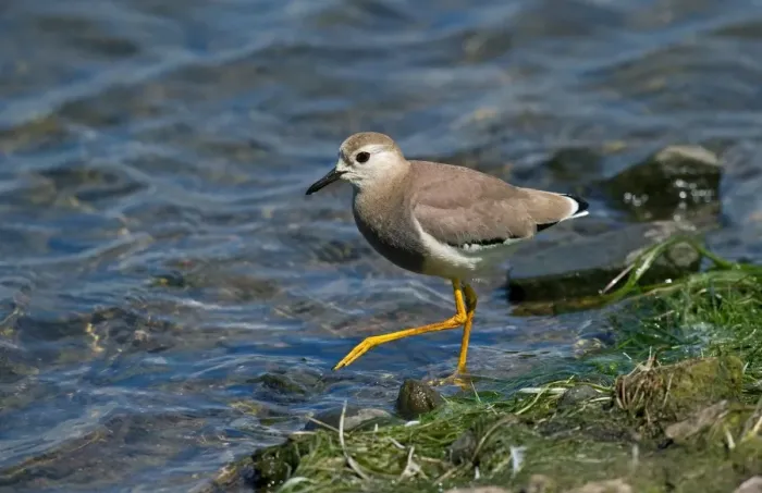 Framed Print : White-tailed Lapwing (Vanellus leucurus) adult, vagrant, walking at edge of water, England, may Framed Print : White-tailed Lapwing (Vanellus leucurus) adult, vagrant, walking at edge of water, England, may