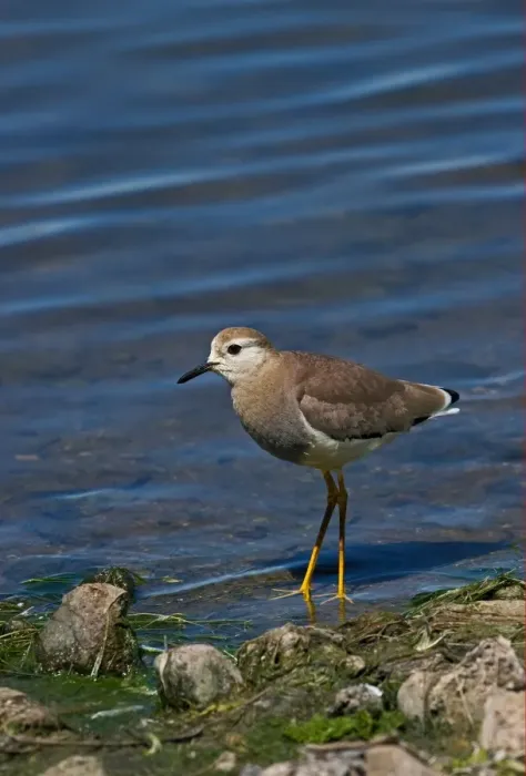 Framed Print : White-tailed Lapwing (Vanellus leucurus) adult, vagrant, standing at edge of water, England, may Framed Print : White-tailed Lapwing (Vanellus leucurus) adult, vagrant, standing at edge of water, England, may