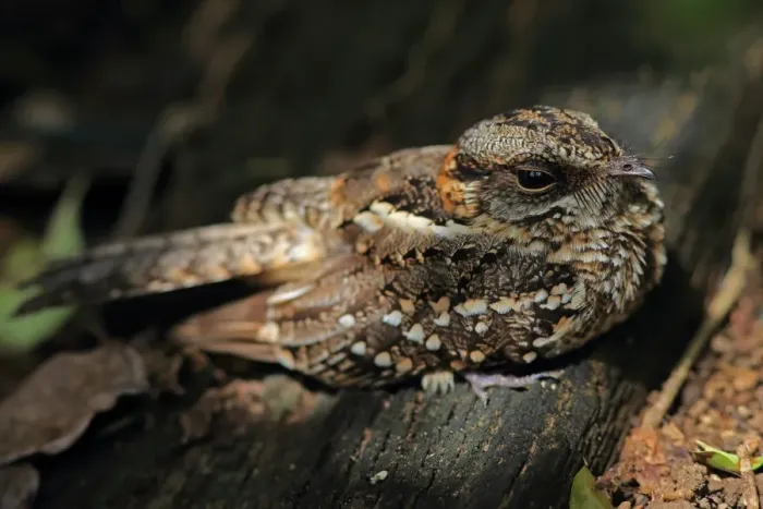 Framed Print : White-tailed Nightjar (Caprimulgus cayennensis) adult, roosting on log, Trinidad, Trinidad and Tobago, April Framed Print : White-tailed Nightjar (Caprimulgus cayennensis) adult, roosting on log, Trinidad, Trinidad and Tobago, April