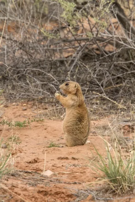 Framed Print : White tailed Prairie Dog standing near burrow - Arches National Park Utah America Framed Print : White tailed Prairie Dog standing near burrow - Arches National Park Utah America