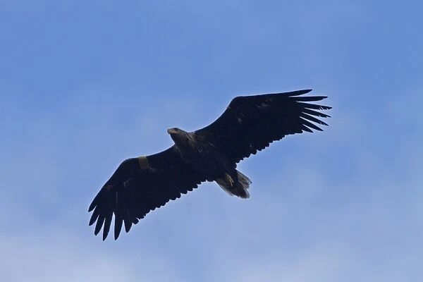 White-tailed or Sea Eagle, showing yellow wing tags, photographed on the Isle of Jura, Scotland