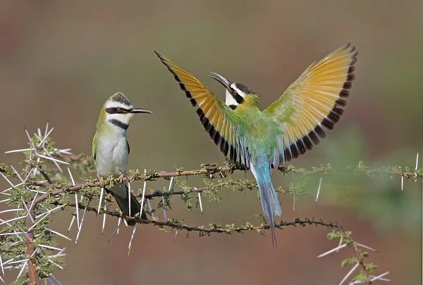 White-throated Bee-eater (Merops albicollis) adult pair, male performing courtship display to female, Lake Bogoria, Great Rift Valley, Kenya