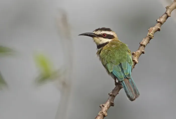 Framed Print : White-throated Bee-eater (Merops albicollis) adult, with missing tail streamers, perched on twig, Abrafo Forest Road Framed Print : White-throated Bee-eater (Merops albicollis) adult, with missing tail streamers, perched on twig, Abrafo Forest Road