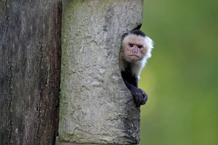 Framed Print : White-throated Capuchin (Cebus capucinus) adult, looking out from shelter (captive)