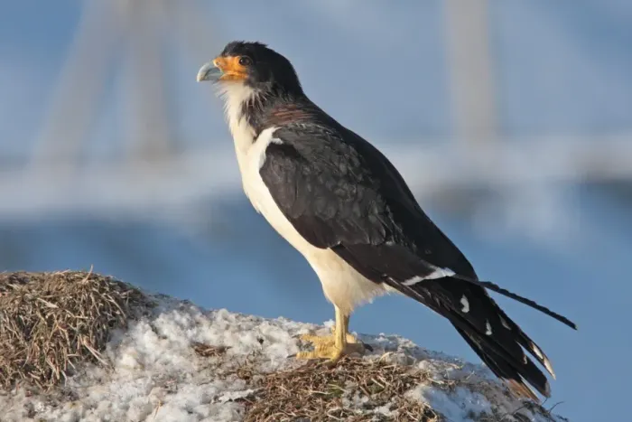 Framed Print : White-throated Caracara (Phalcoboenus albogularis) adult, standing on snow, Argentina, august Framed Print : White-throated Caracara (Phalcoboenus albogularis) adult, standing on snow, Argentina, august