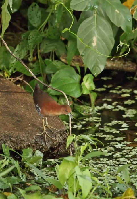 Framed Print : White-throated Crake (Laterallus albigularis albigularis) adult, standing on rock in river, Chagres River, Panama Framed Print : White-throated Crake (Laterallus albigularis albigularis) adult, standing on rock in river, Chagres River, Panama