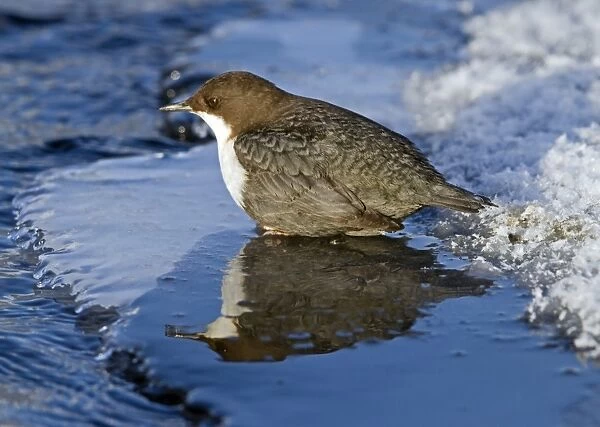 White-throated Dipper (Cinclus cinclus) adult, standing on ice at edge of river, Finland, february