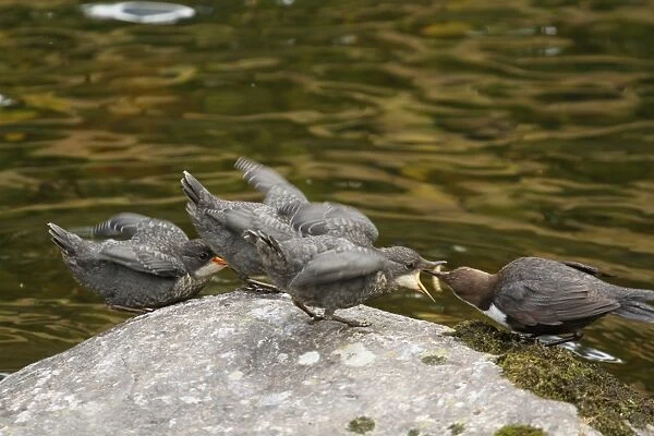 White-throated Dipper (Cinclus cinclus) adult, feeding three young, newly fledged, begging on rock at edge of river