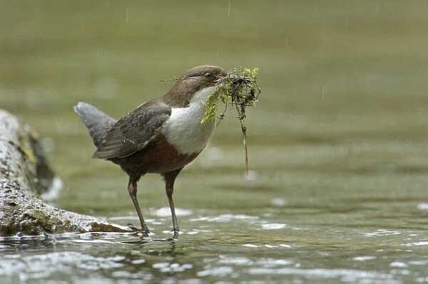 White-throated Dipper (Cinclus cinclus gularis) adult, with nesting material in beak, standing on branch in stream