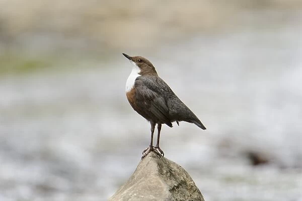 White-throated Dipper (Cinclus cinclus gularis) adult male, displaying on rock in stream, Wales, May