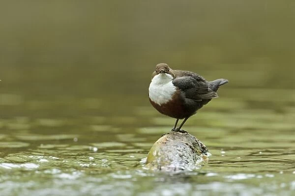 White-throated Dipper (Cinclus cinclus gularis) adult, standing on branch in stream, Wales, May