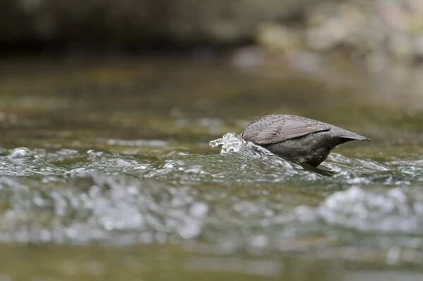 White-throated Dipper (Cinclus cinclus gularis) adult, foraging with head submerged in stream, Wales, May