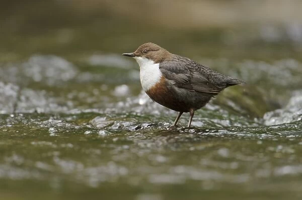 White-throated Dipper (Cinclus cinclus gularis) adult, foraging in stream, Wales, May