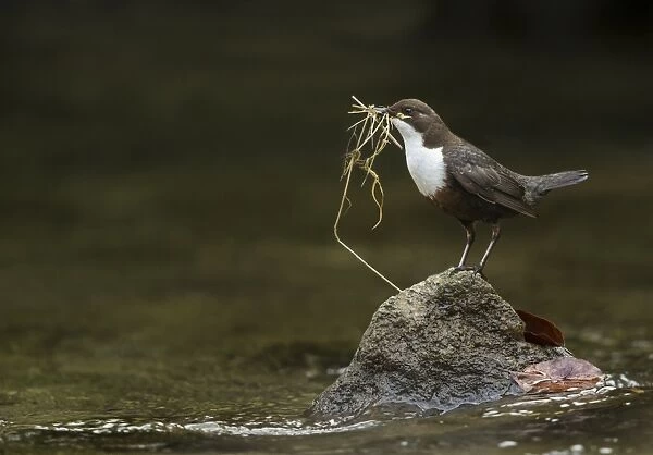 White-throated Dipper (Cinclus cinclus gularis) adult, collecting nesting material in beak, standing on stone in river