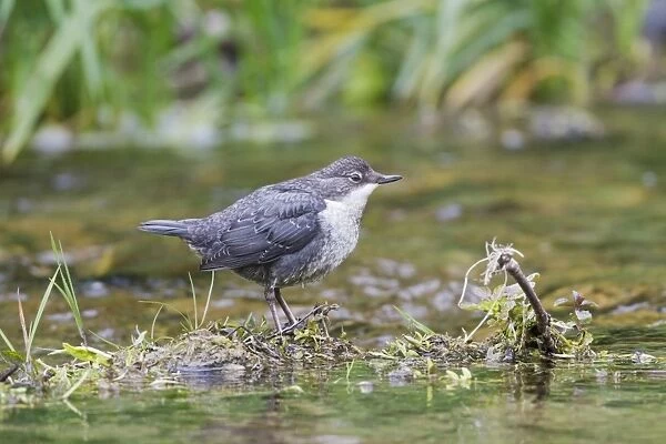 White-throated Dipper (Cinclus cinclus gularis) juvenile, standing in stream, Derbyshire, England, May