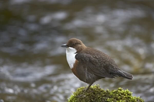 White-throated Dipper (Cinclus cinclus gularis) adult, singing, perched on moss covered rock in stream, Peak District N. P. Derbyshire, England