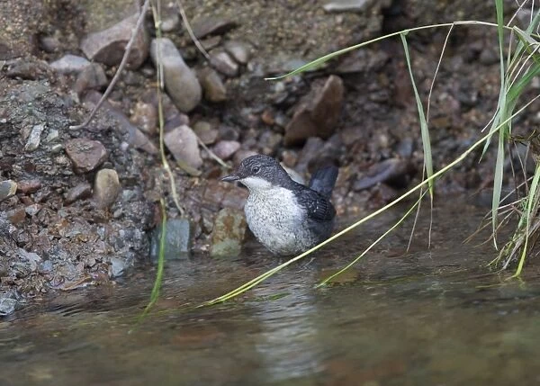 White-throated Dipper (Cinclus cinclus gularis) juvenile, standing at edge of river, Kirkgunzeon, Dumfries and Galloway, Scotland, may