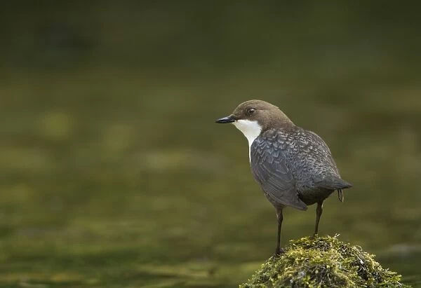 White-throated Dipper (Cinclus cinclus gularis) adult, standing on moss covered stone in river, Derbyshire, England, may