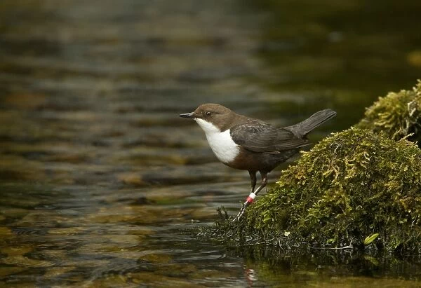 White-throated Dipper (Cinclus cinclus gularis) adult, with rings on leg, standing on moss covered stone in river, Derbyshire, England, may
