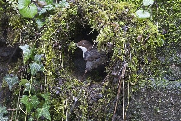 White-throated Dipper (Cinclus cinclus gularis) adult, with moss nesting material in beak, building nest, Shropshire, England, february