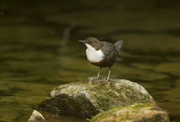 White-throated Dipper (Cinclus cinclus gularis) adult, standing on stone in river, Derbyshire, England, may