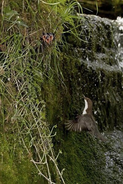 White-throated Dipper (Cinclus cinclus gularis) adult, in flight, returning to feed begging chicks in nest, beside waterfall in stream, Shropshire, England, april