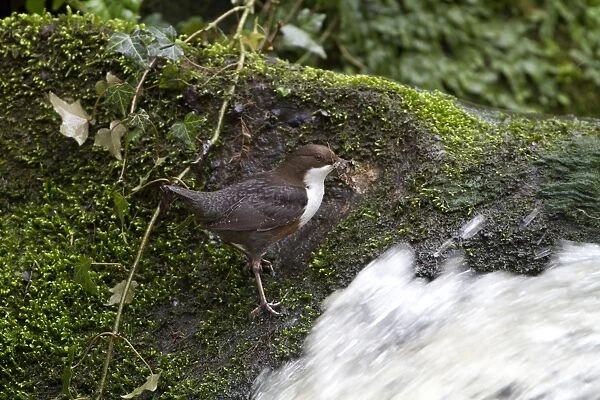 White-throated Dipper (Cinclus cinclus gularis) adult, with nesting material in beak, standing beside waterfall in stream, Shropshire, England, february