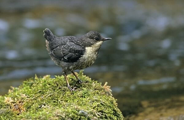 White-throated Dipper (Cinclus cinclus gularis) juvenile, standing at edge of water, Derbyshire, England