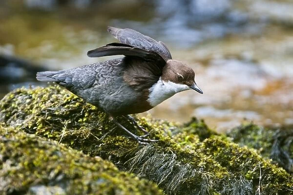 White-throated Dipper (Cinclus cinclus gularis) adult, stretching wings, standing on moss covered rock, River Marteg