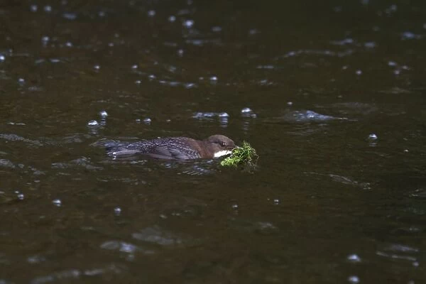 White-throated Dipper (Cinclus cinclus gularis) adult, with nest material in beak, swimming in river, England, March