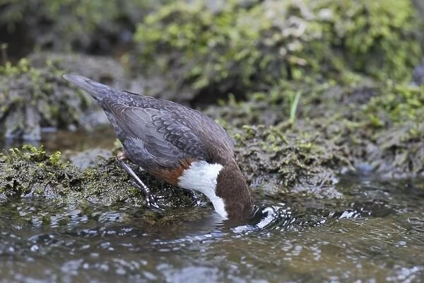 White-throated Dipper (Cinclus cinclus gularis) adult, feeding with head submerged in stream, Dovedale, Peak District