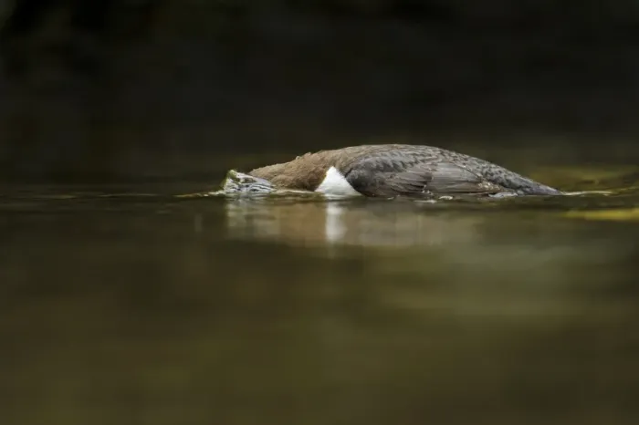 Framed Print : White-throated Dipper (Cinclus cinclus gularis) adult, foraging with head submerged in stream, Wales, May