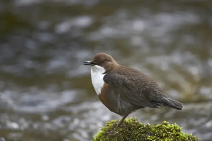 Framed Print : White-throated Dipper (Cinclus cinclus gularis) adult, singing, perched on moss covered rock in stream, Peak District N. P. Derbyshire, England Framed Print : White-throated Dipper (Cinclus cinclus gularis) adult, singing, perched on moss covered rock in stream, Peak District N. P. Derbyshire, England
