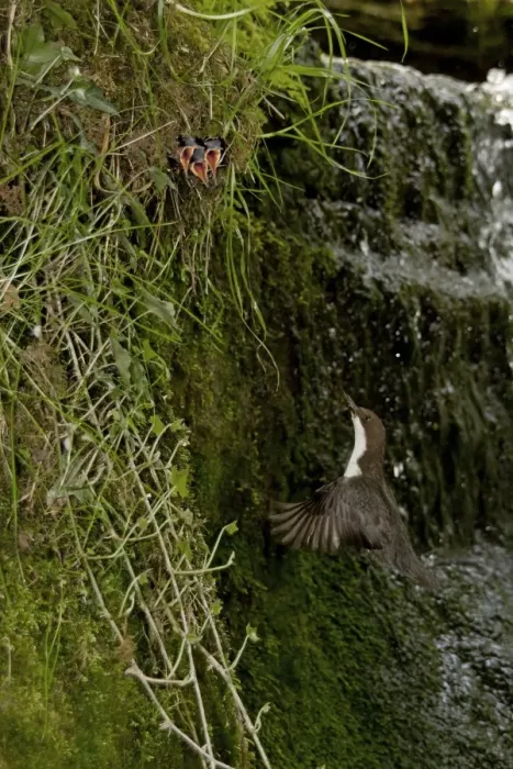 Framed Print : White-throated Dipper (Cinclus cinclus gularis) adult, in flight, returning to feed begging chicks in nest, beside waterfall in stream, Shropshire, England, april Framed Print : White-throated Dipper (Cinclus cinclus gularis) adult, in flight, returning to feed begging chicks in nest, beside waterfall in stream, Shropshire, England, april