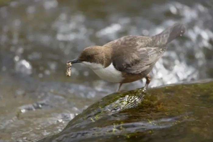 Framed Print : White-throated Dipper (Cinclus cinclus gularis) adult, feeding on caddisfly larva in stream, Peak District N. P. Derbyshire, England