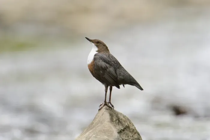 Framed Print : White-throated Dipper (Cinclus cinclus gularis) adult male, displaying on rock in stream, Wales, May Framed Print : White-throated Dipper (Cinclus cinclus gularis) adult male, displaying on rock in stream, Wales, May