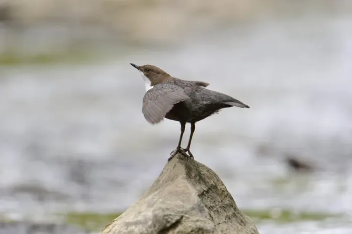 Framed Print : White-throated Dipper (Cinclus cinclus gularis) adult male, displaying on rock in stream, Wales, May Framed Print : White-throated Dipper (Cinclus cinclus gularis) adult male, displaying on rock in stream, Wales, May