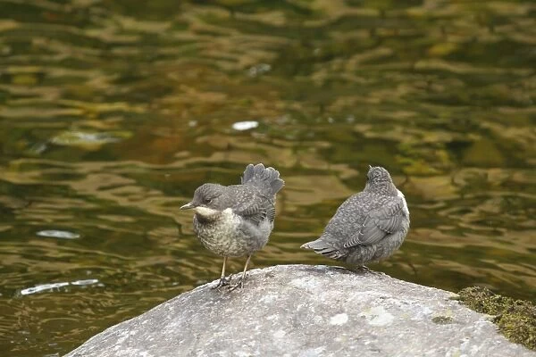 White-throated Dipper (Cinclus cinclus) two young, newly fledged, standing on rock at edge of river, Rjukan River