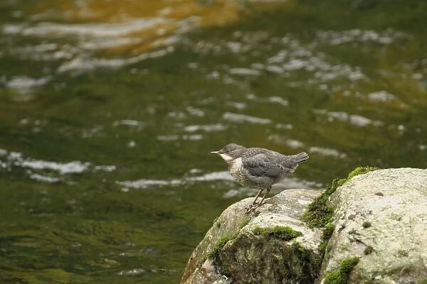 White-throated Dipper (Cinclus cinclus) young, newly fledged, standing on rock at edge of river, Rjukan River