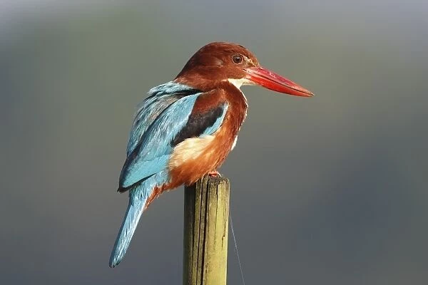 White-throated Kingfisher (Halcyon smyrnensis) adult, perched on post, Goa, India, March