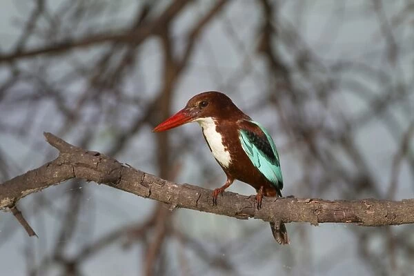 White-throated Kingfisher (Halcyon smyrnensis) adult, perched on branch, Keoladeo Ghana N. P
